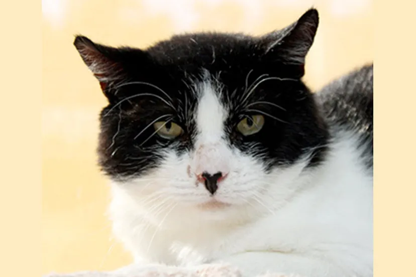 butler dierentehuis arnhem en omstreken