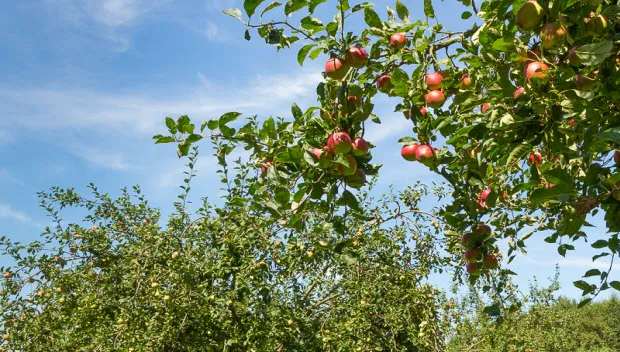 c6u28g5vczoyl7hbgk3zc62my boomgaardmirjamlangenaar