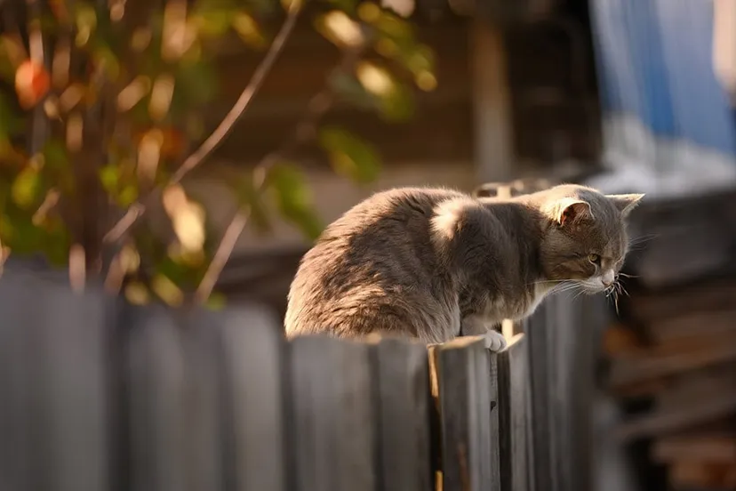 cat 5606651 1280 via pixabay