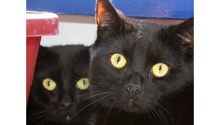 charlie en dexter dierentehuis arnhem eo