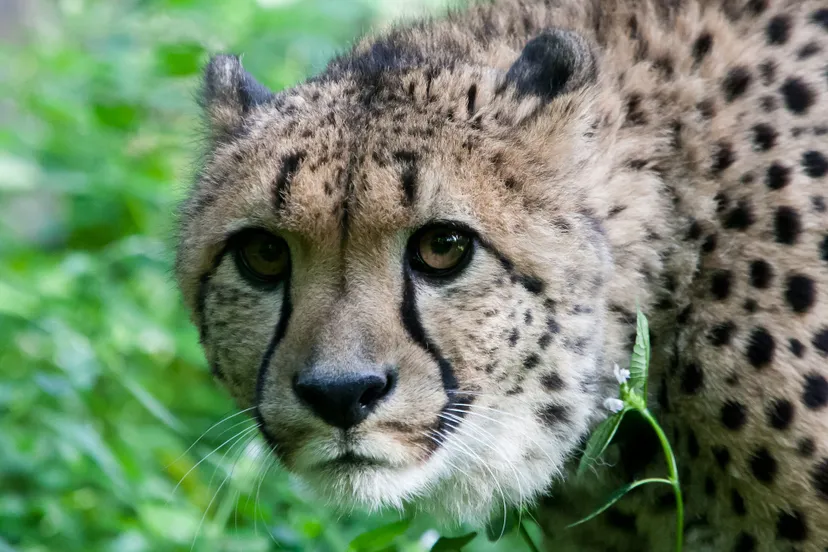 cheeta theo kruse koninklijke burgers zoo