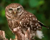 cklzlpovk8jl0g25cc4kldb56 228476