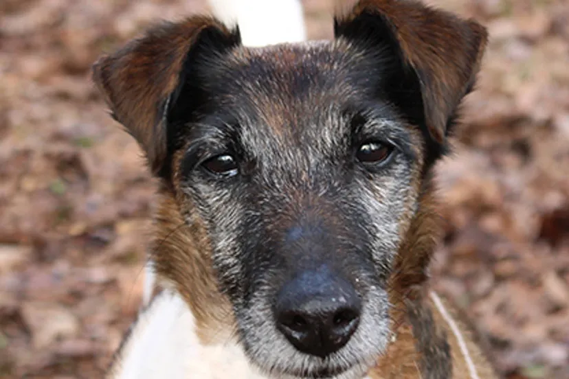 coco 25311 1 dierentehuis arnhem en omstreken