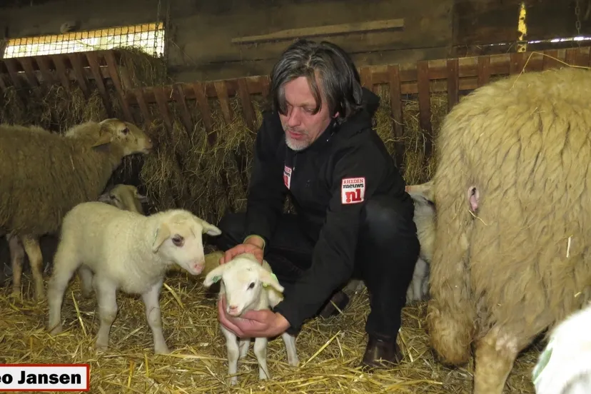 cocuarggcauskwsvhunhrk60s 2014 03 01 adopteren lammetjes rhedense schaapskudde theo022