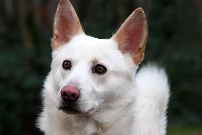 cody dierentehuis arnhem en omstreken1