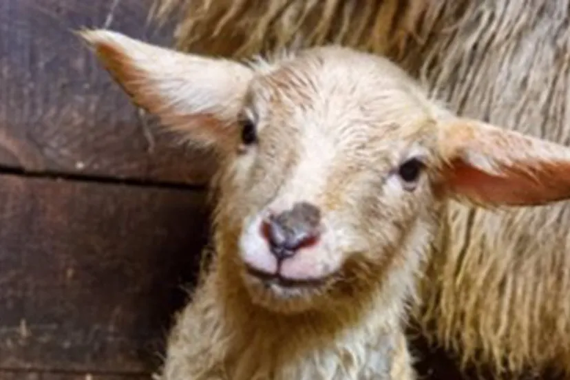 de herderin rhedense schaapskudde