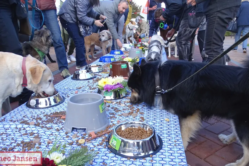 dieren met dieren dierenbuffet 2022 1