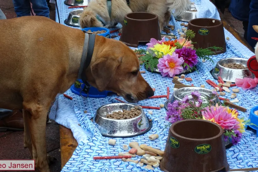 dierenbuffet 07 10 2017 dieren 9