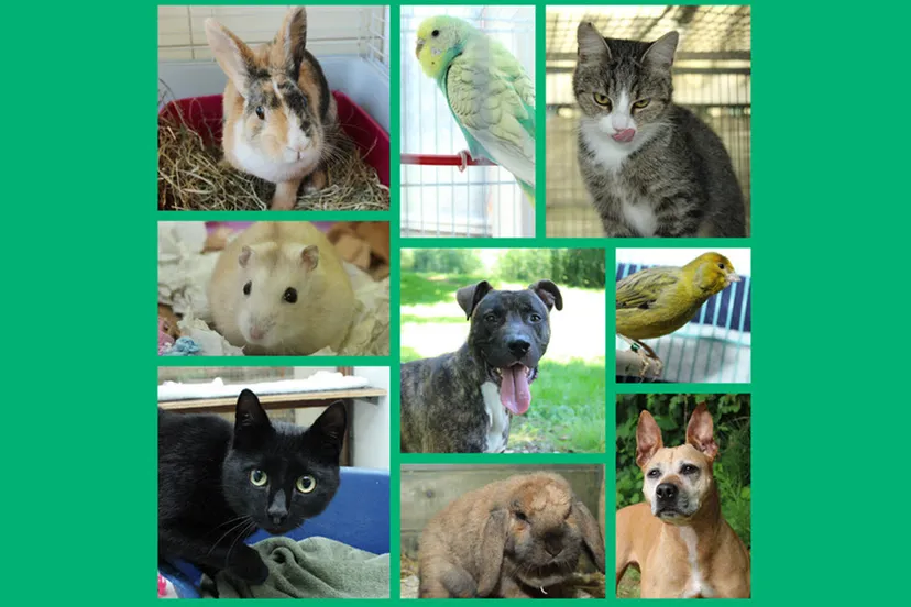 dierendag dierentehuis arnhem en omstreken