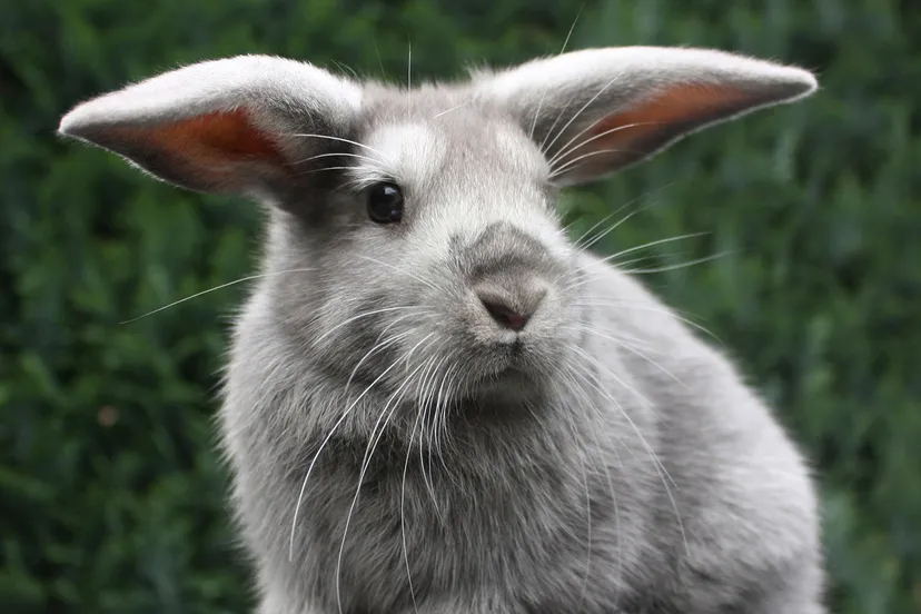 dierenkliniek veluwezoom konijn
