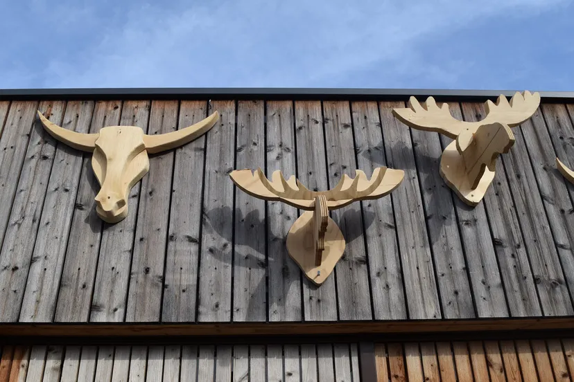 dierenkoppen mbo introductie jerom lettinga1