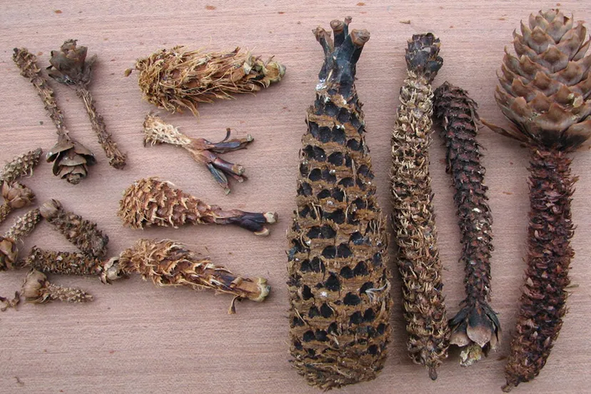 diersporenwandeling ivn oost veluwezoom sandra omlo1