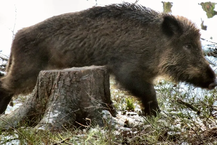 diersporenwandeling ivn oost veluwezoom sandra omlo2