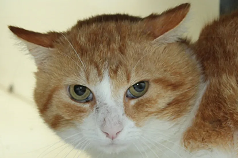 donald dierentehuis arnhem en omstreken