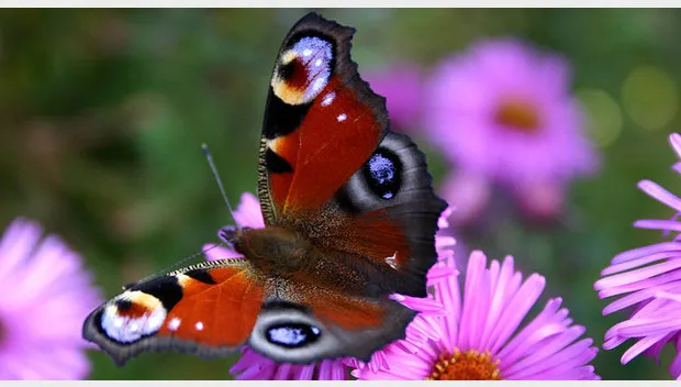 dq6glicqt2pzuadgvj7gtxk38 oco8yjf42tzlweqbhfp79sy8g w620 h352 q90 f bececed