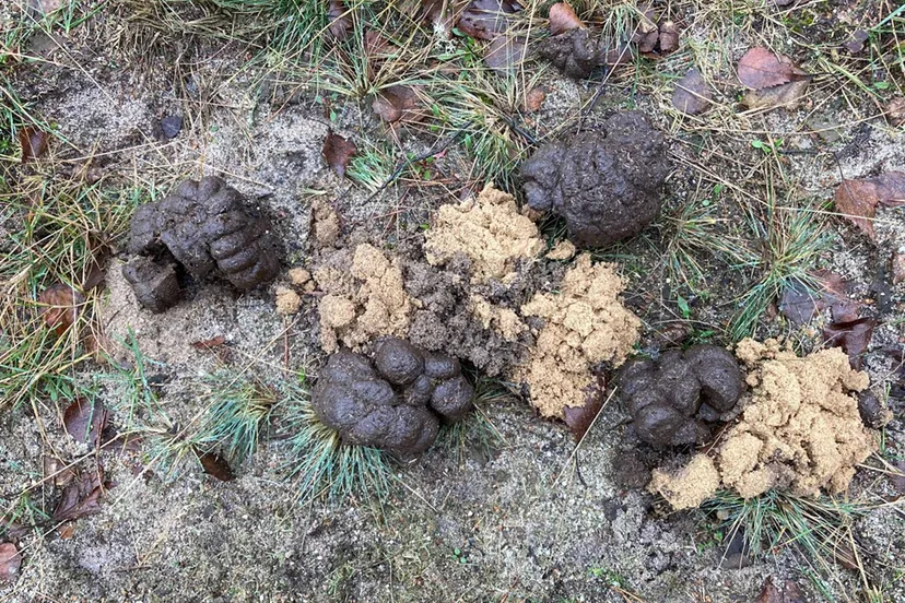 drol met zandhoop van kever ivn