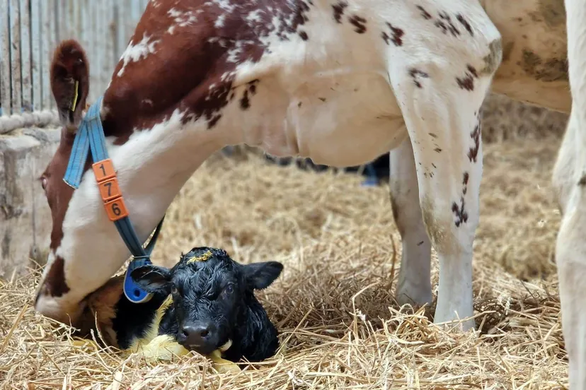 druk bezochte open dag zuivelboerderij en landwinkel ijsseloord 27 05 2023 1