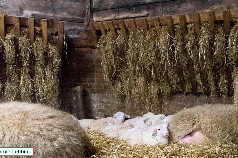 dsc5572jamielebbinka7iijla77