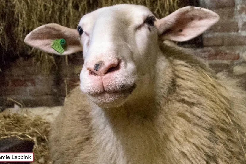 dsc5597jamielebbinka7iijla77