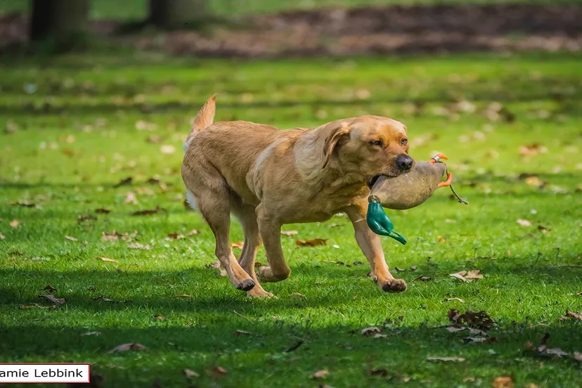 dsc6475jamielebbinka7iijla77