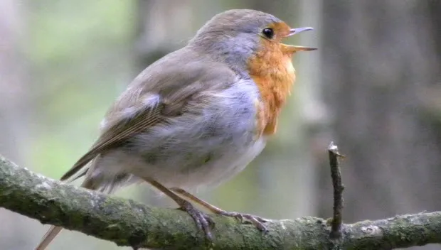 dwqjnyux5mx6udrzoinodbbut roodborst ben walet