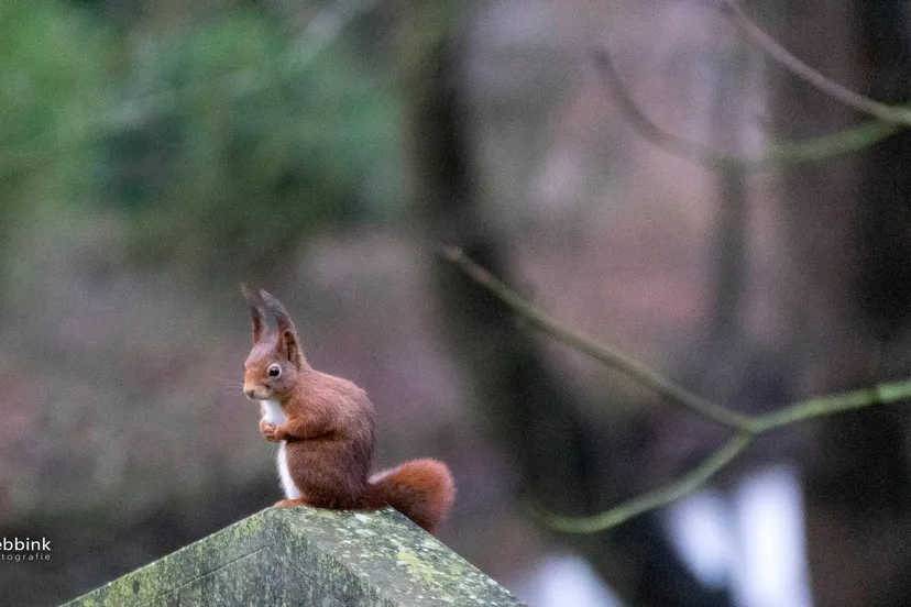 eekhoornbrug jamie lebbink fotografie