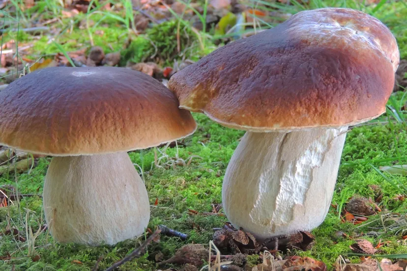 eekhoorntjesbrood sandra omlo