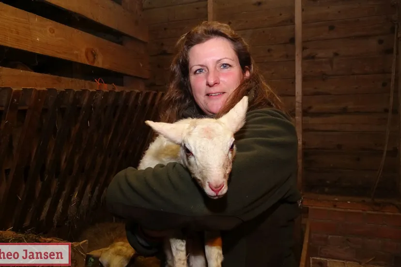 eerste lammeren rhedense schaapskudde 2019 4