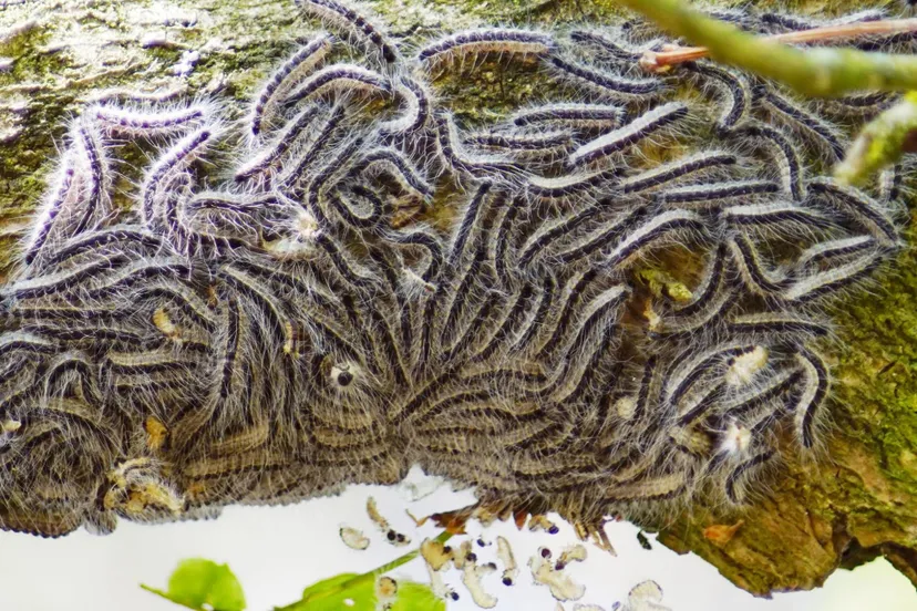 eikenprocessierups andre baltes