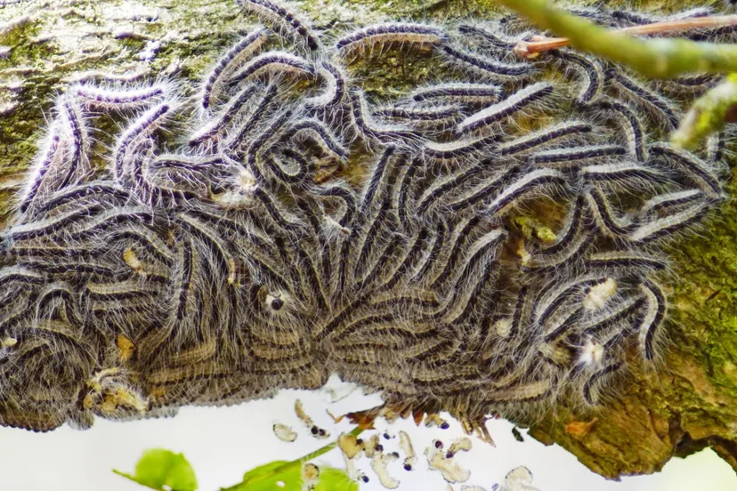 eikenprocessierups andre baltes