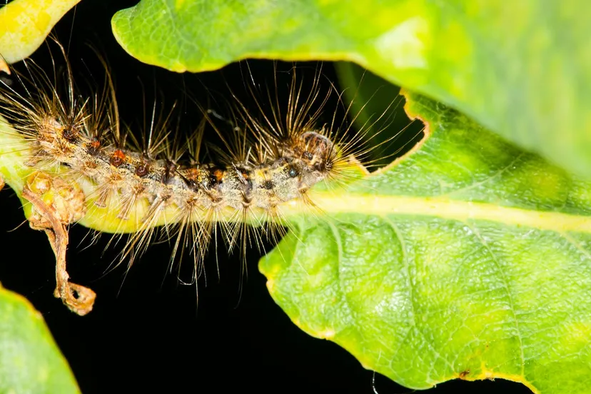 eikenprocessierups andreas mrz via fotercom