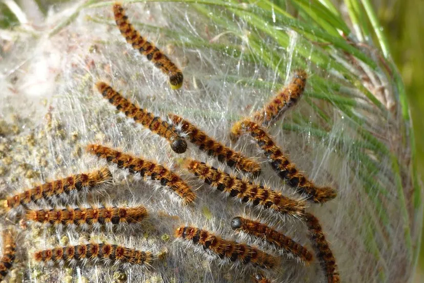 eikenprocessierups gemeente rheden1