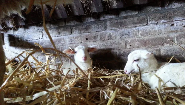 es584ew390t742g8grval1ep7 lammetje1