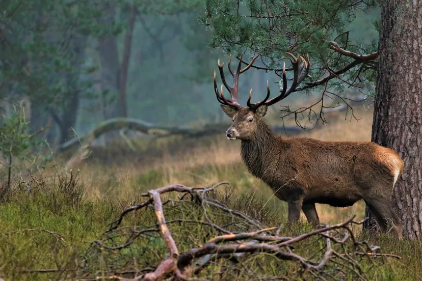faunadag 2023 klaas tanis