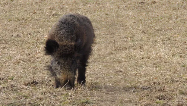 fazssitapyjtydbc84jwajt9o everzwijn