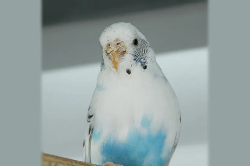 flit dierentehuis arnhem en omstreken