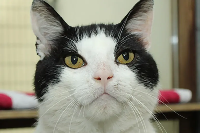 fonzy 29338 dierentehuis arnhem en omstreken