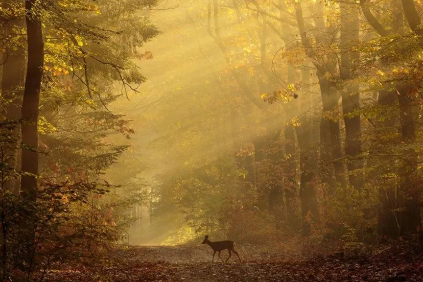 fotowedstrijd middachten faunadag 2018 alex guliker