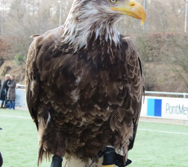 fqocjvfv48p55xkdf2oxahm5c vitessehertog