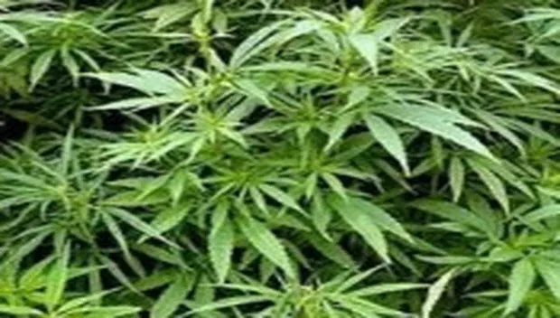 ftbenqgnb3vpu2iv625igwe3a hennep 2