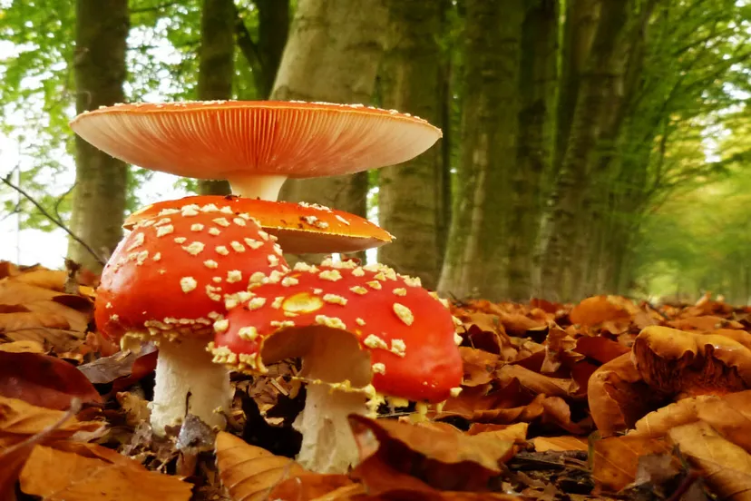 g7vnyqlxgd9fgbmp7dnrjq1gc 12 10 23 rood met witte stippen 2