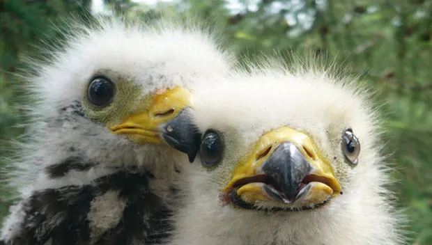 gavm8ggmlou3z87jk1akafvy1 roofvogels0