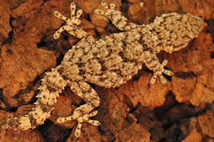 gekko irene dierentehuis arnhem en omstreken