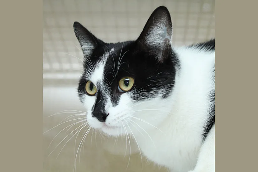 gijs dierentehuis arnhem en omstreken