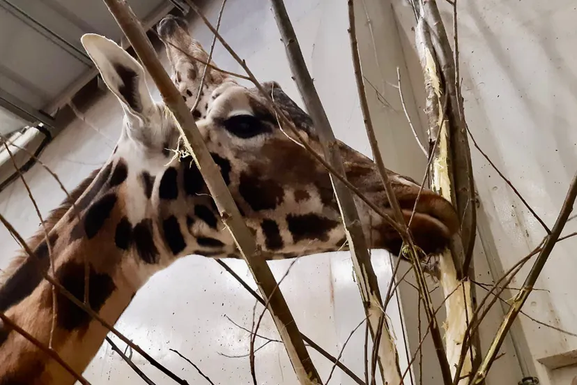 giraf eet bast wilgentenen burgers zoo