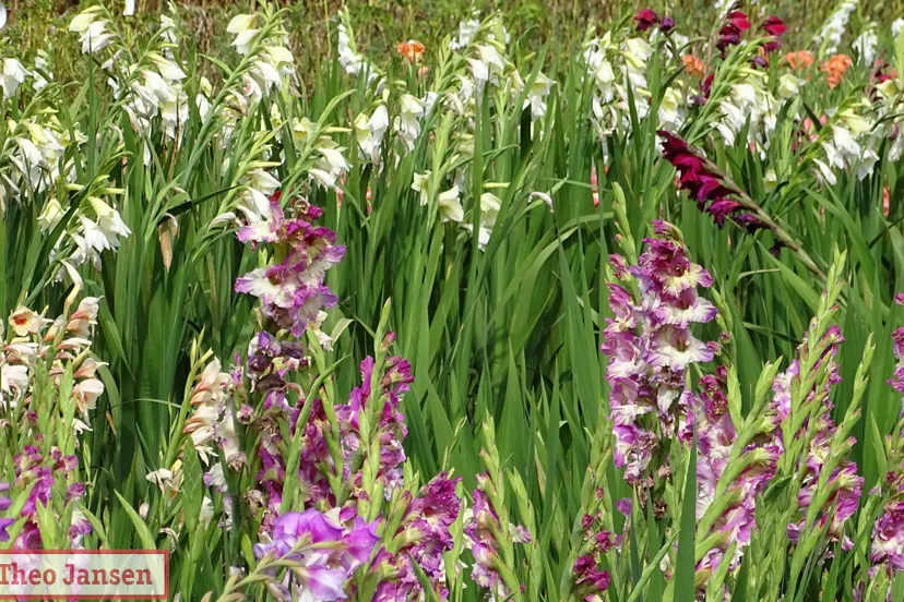 gladiolenfestival 2020 laag soeren 2020 08 16 0