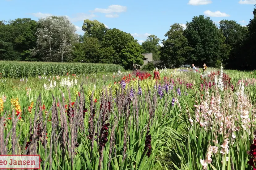 gladiolenfestival 2023 1