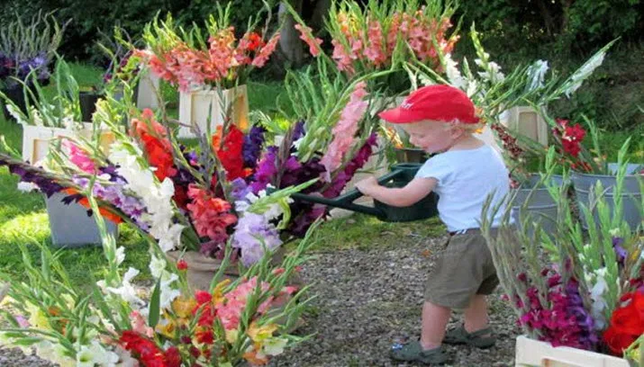 gladiolenfestivallaagsoeren