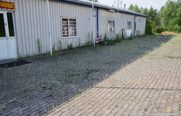 gr6z3qojqwmmz9yl701sj1wmh cv de narrenkap velp onkruid1