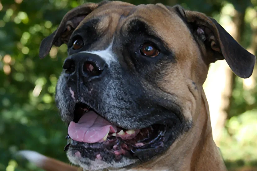 gringo 24240 dierentehuis arnhem omstreken 1